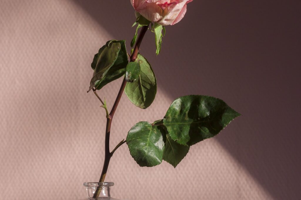 For our first valentine together my boyfriend gifted me one of the most beautiful roses that I’ve ever seen. The color was a great match for our wallpaper, which you can see in the background. la rosa, una de las costumbres románticas